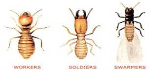 Les insectes xylophages : une menace pour votre charpente ou mobilier