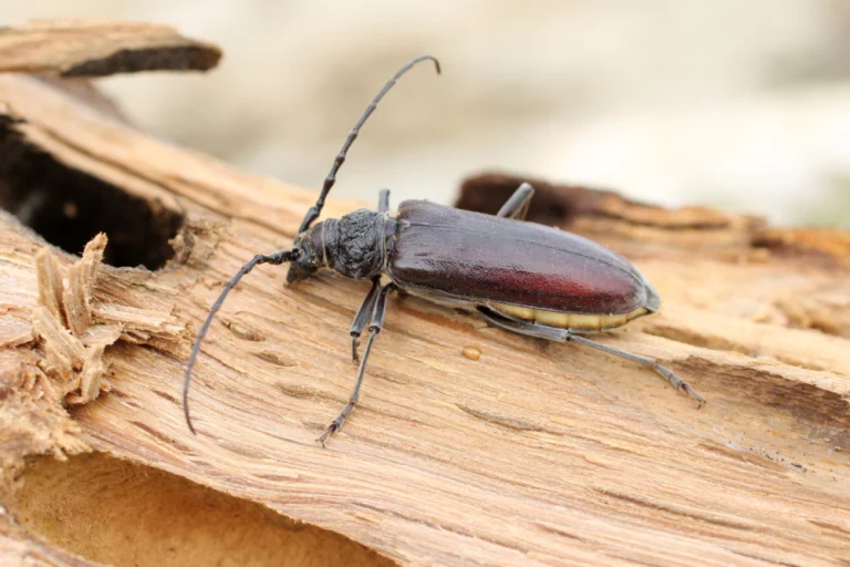 Photo insecte nuisible capricorne